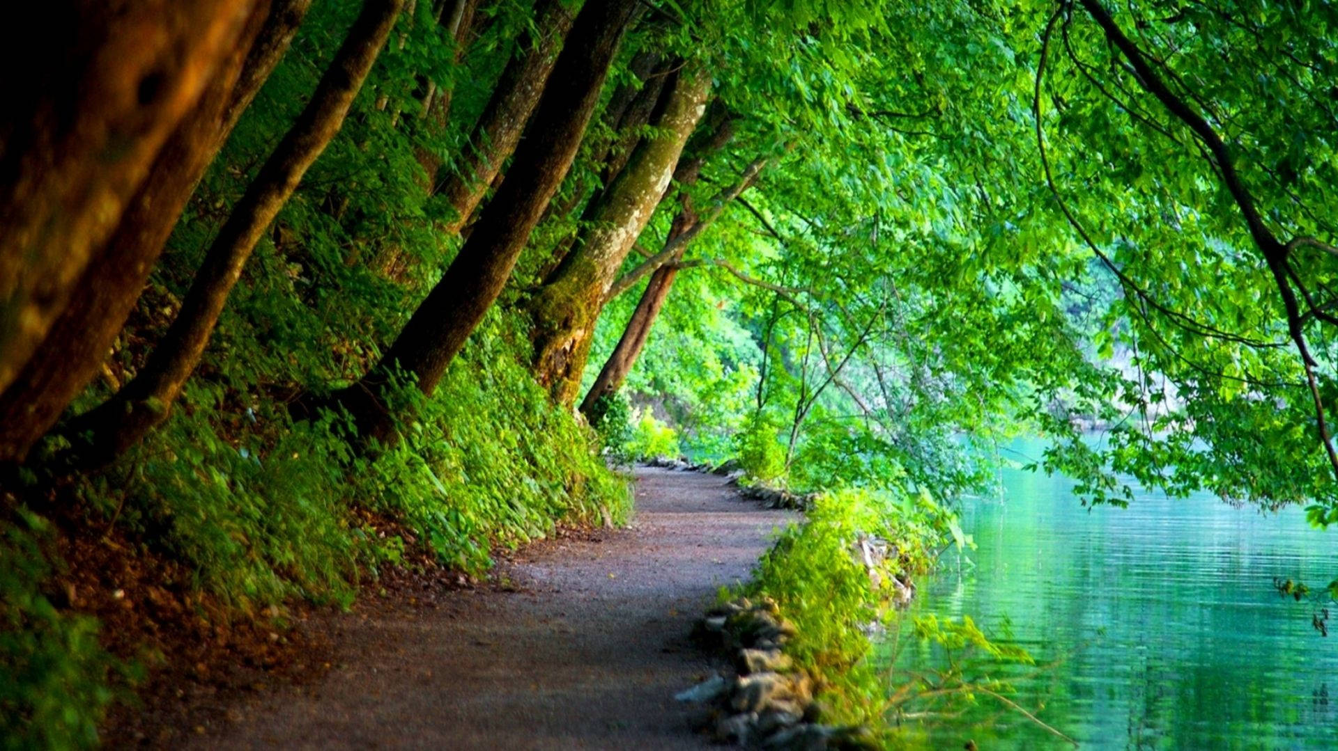 Green Trees On Pathway Nature