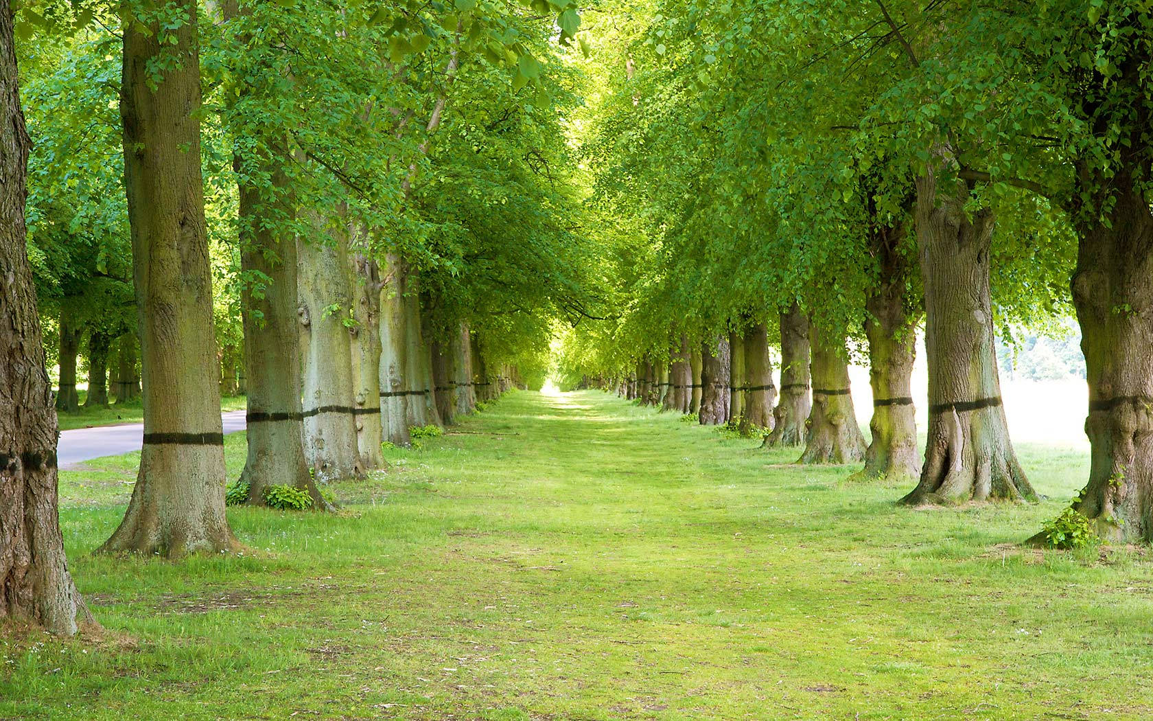 Green Trees With Black Lines Wallpaper