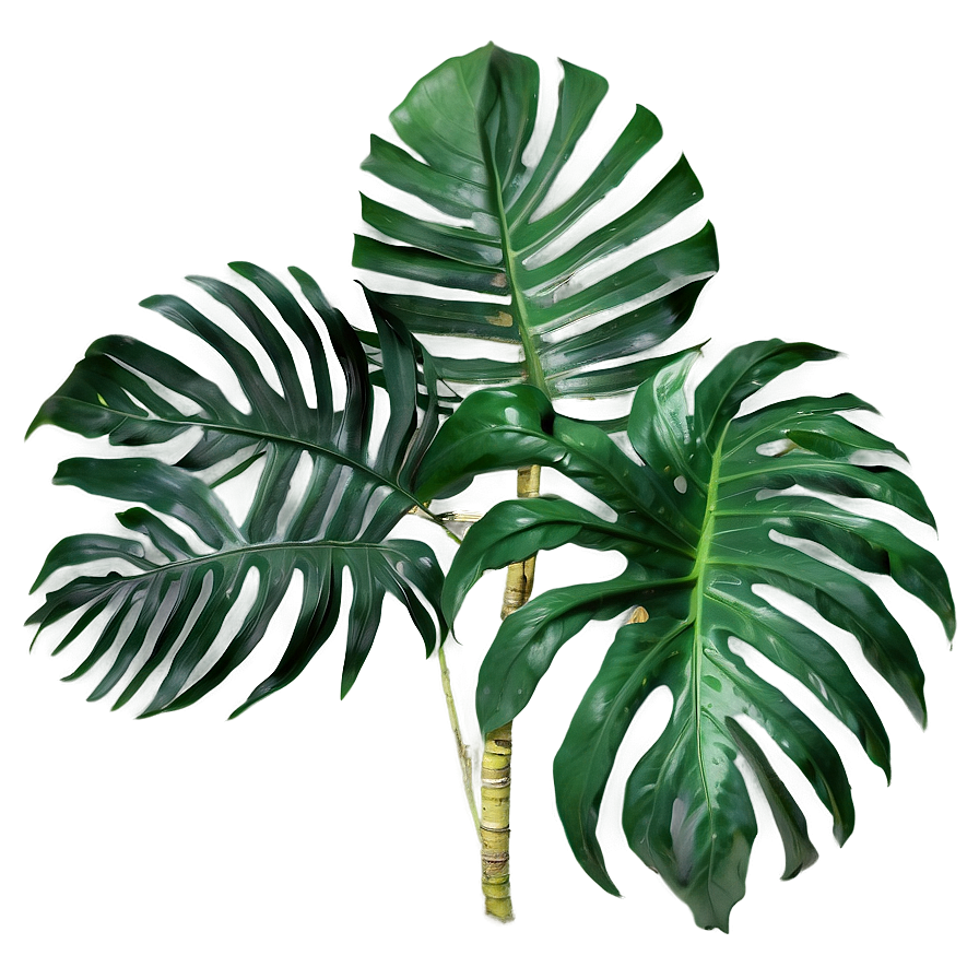 Green Tropical Palm Leaves Png 05062024 PNG