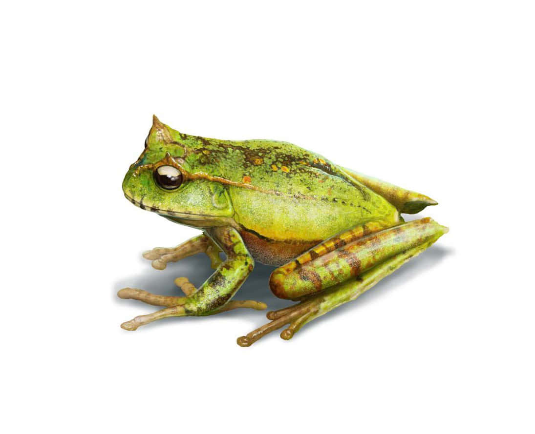 Katak Sejati Di Latar Belakang Terisolasi Wallpaper