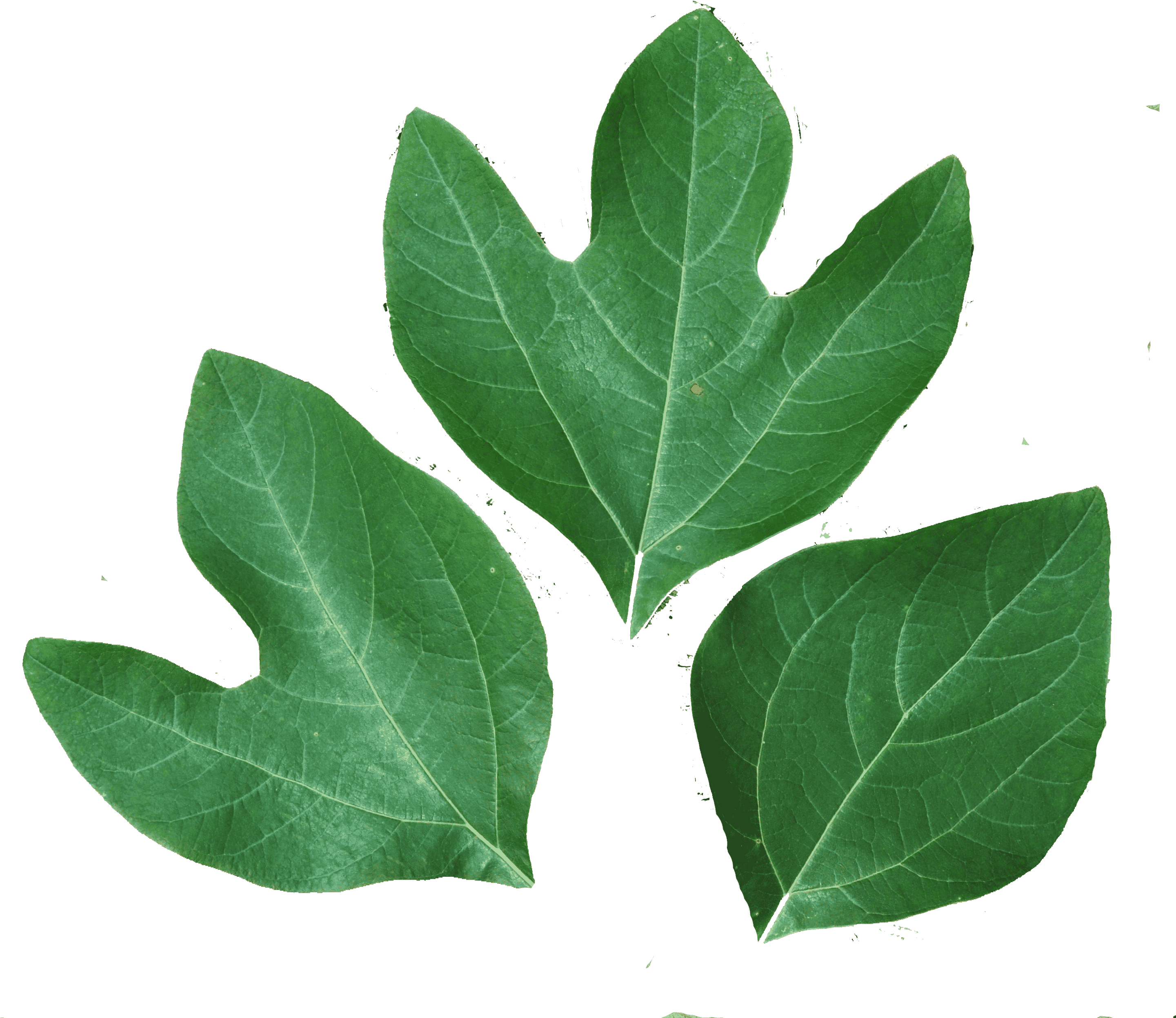 Green Tulip Tree Leaves PNG