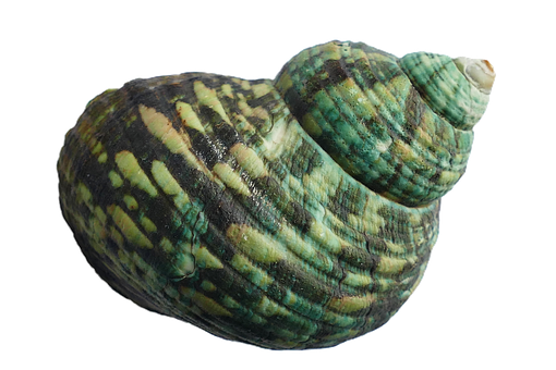 Green Turquoise Seashell Black Background PNG