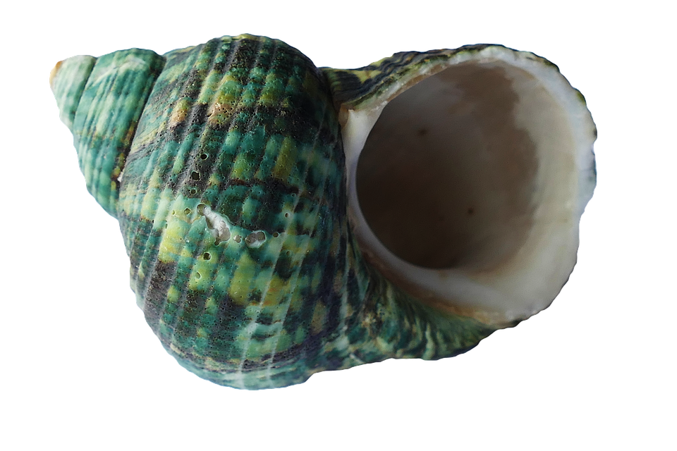 Green Turquoise Seashell PNG