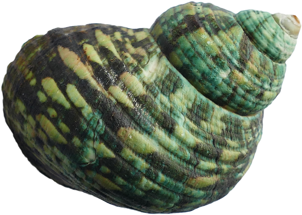 Green Turquoise Seashell PNG