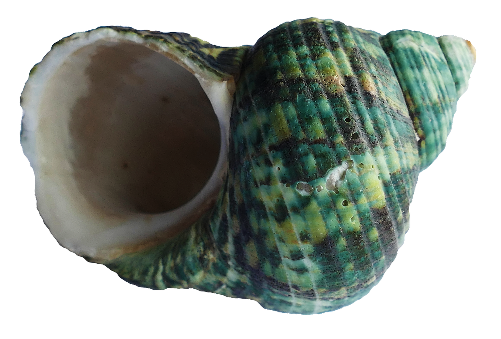 Green Turquoise Seashell PNG