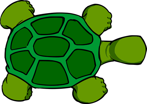 Green Turtle Graphic PNG
