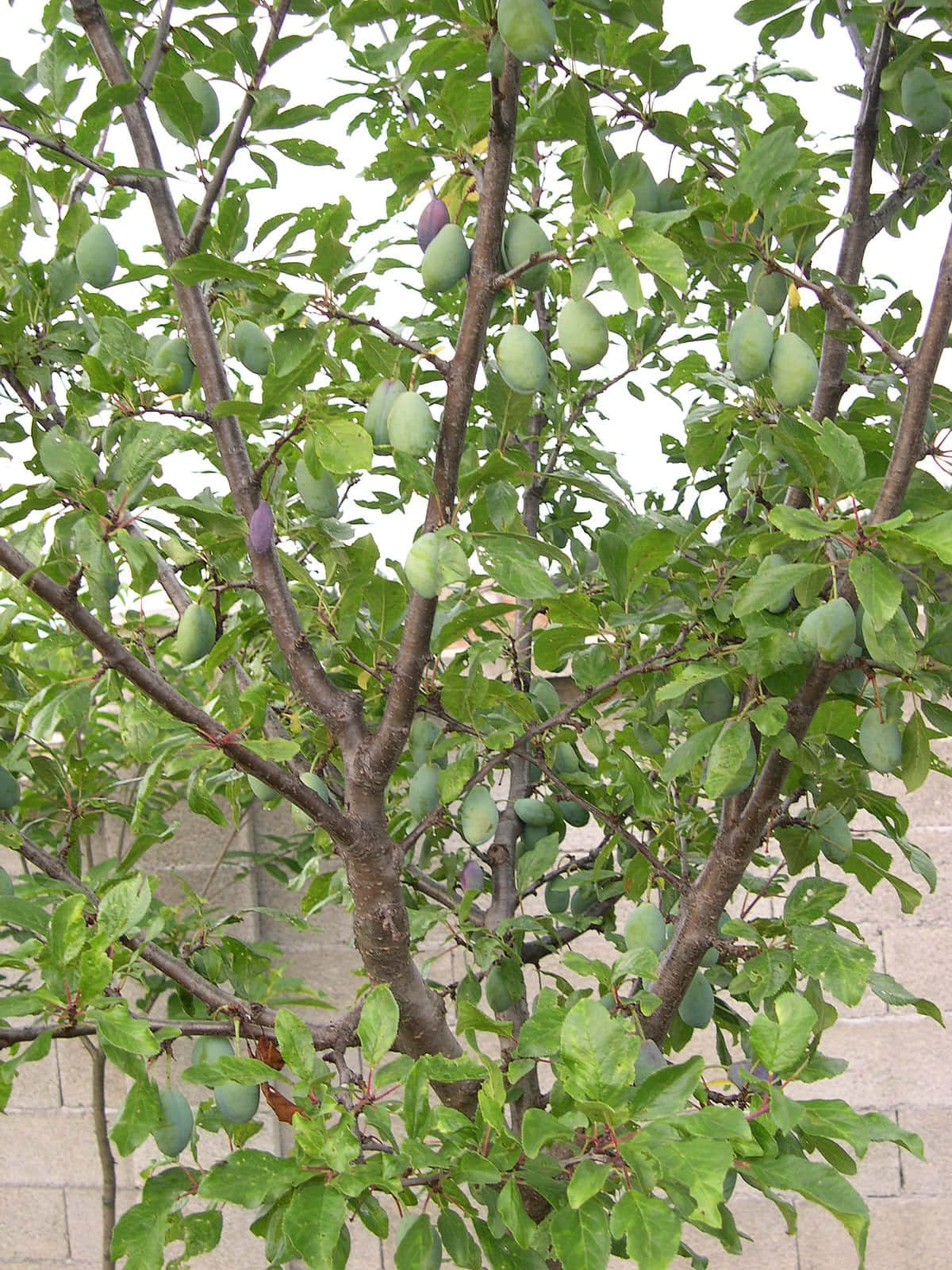 Frutasde Ciruela Verde Inmadura En El Árbol. Fondo de pantalla