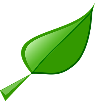 Green Vector Leaf Illustration PNG