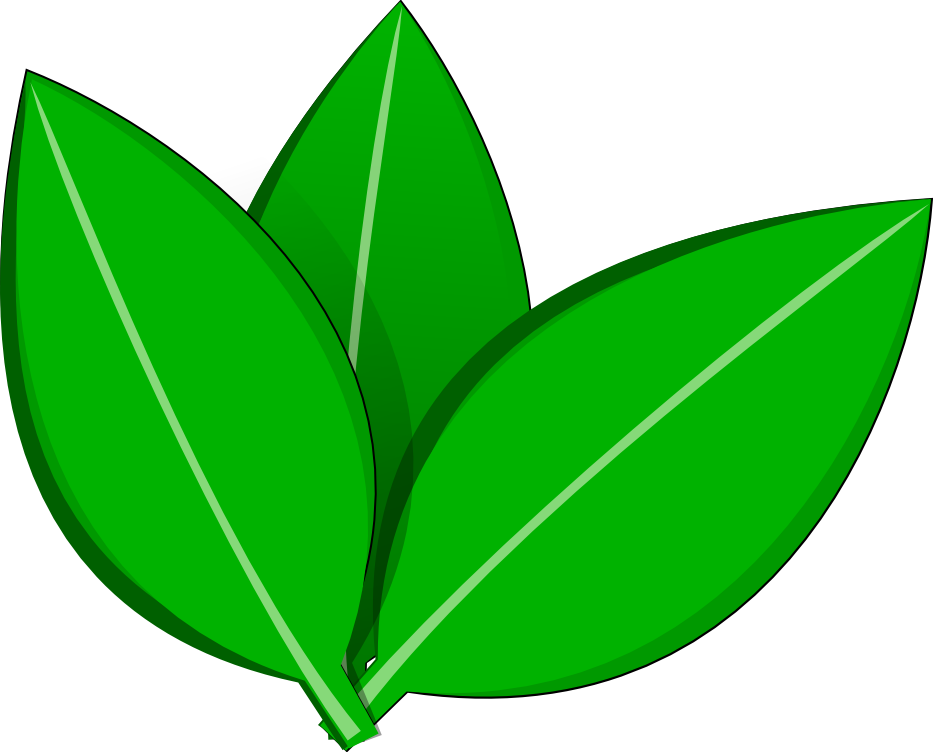 Green Vector Leaves Illustration PNG