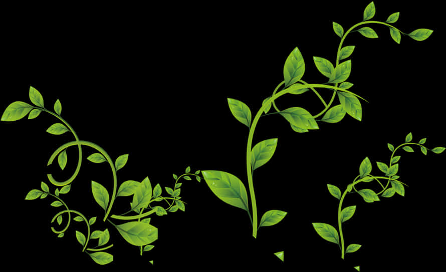 Green Vine Flourish Graphic PNG