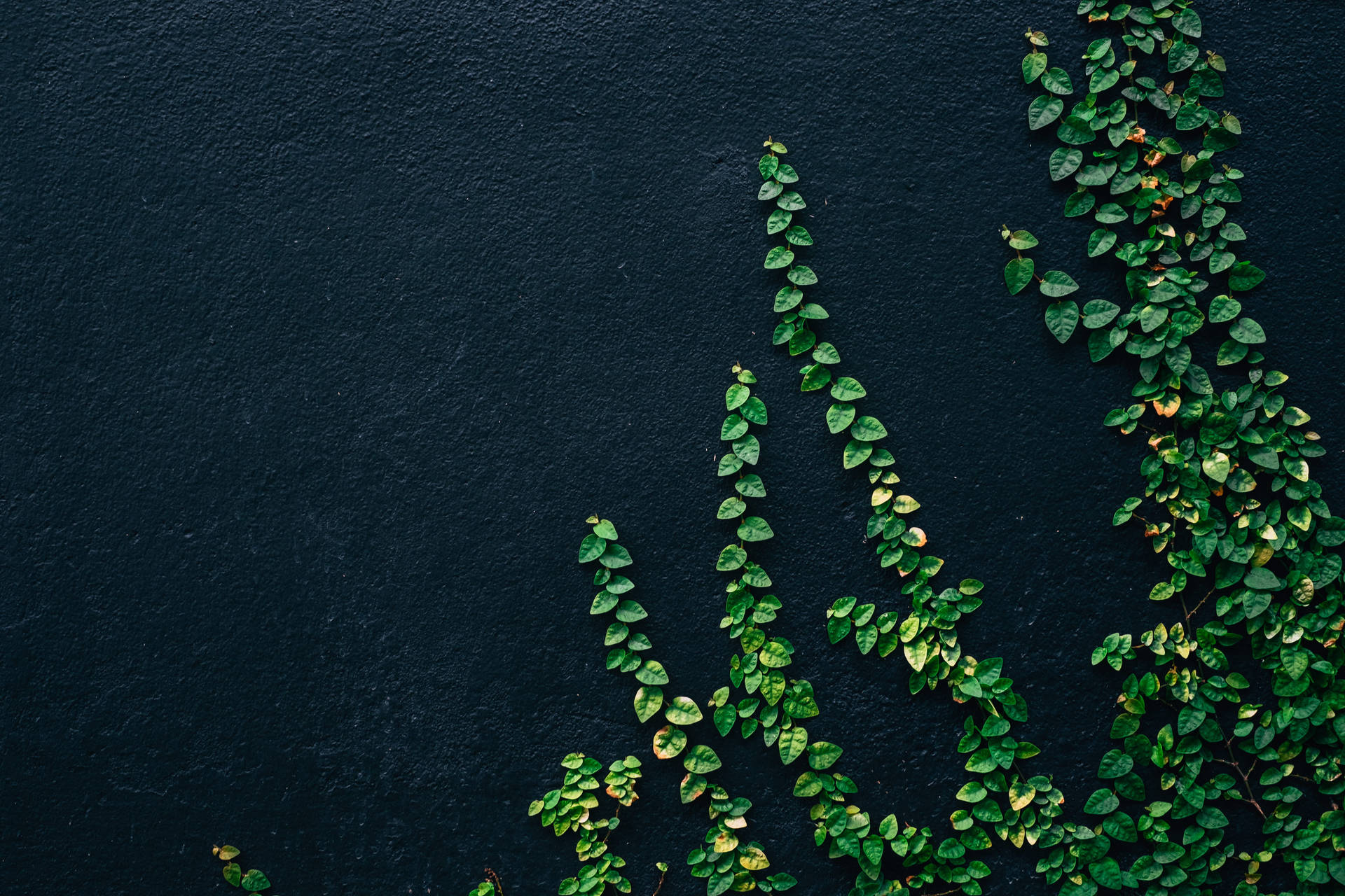 Green Vine Leaves Plant 4k Background
