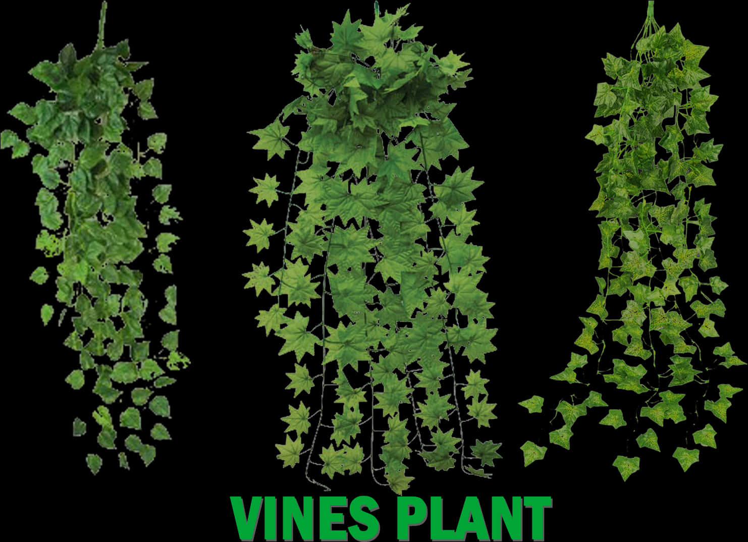Green Vine Varieties PNG
