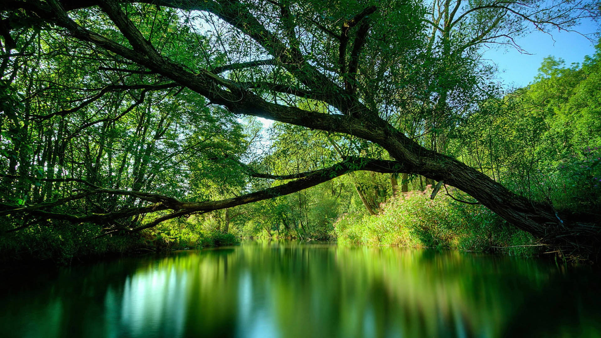 Grønt Vand Af Amazonas Bue Lad Dig Svømme I Verdens Dybeste Skove Wallpaper