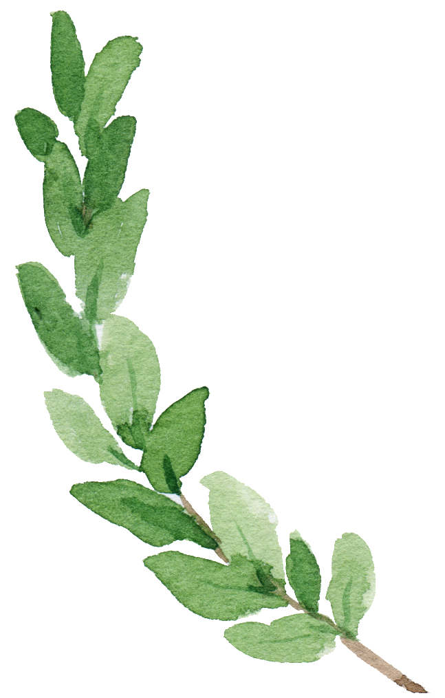 Green Watercolor Branch Illustration PNG
