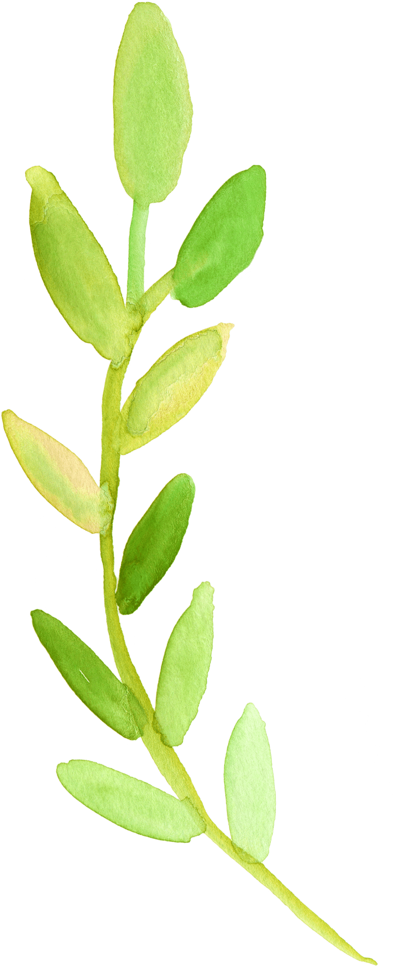 Green Watercolor Plant Illustration PNG