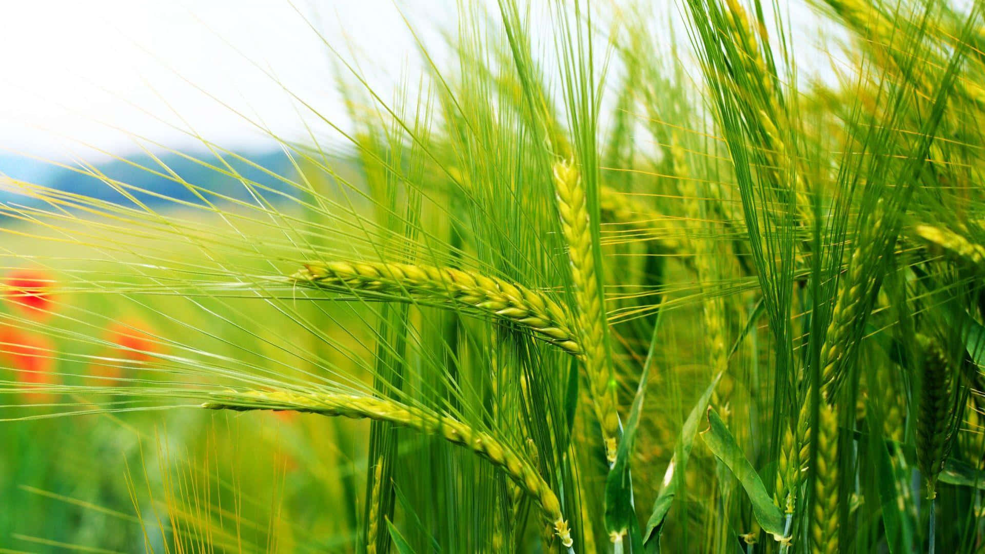 Green Wheat Field Closeup Wallpaper