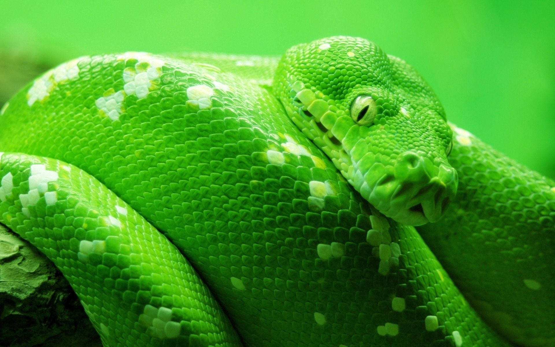 Green White Spotted Snake Wallpaper