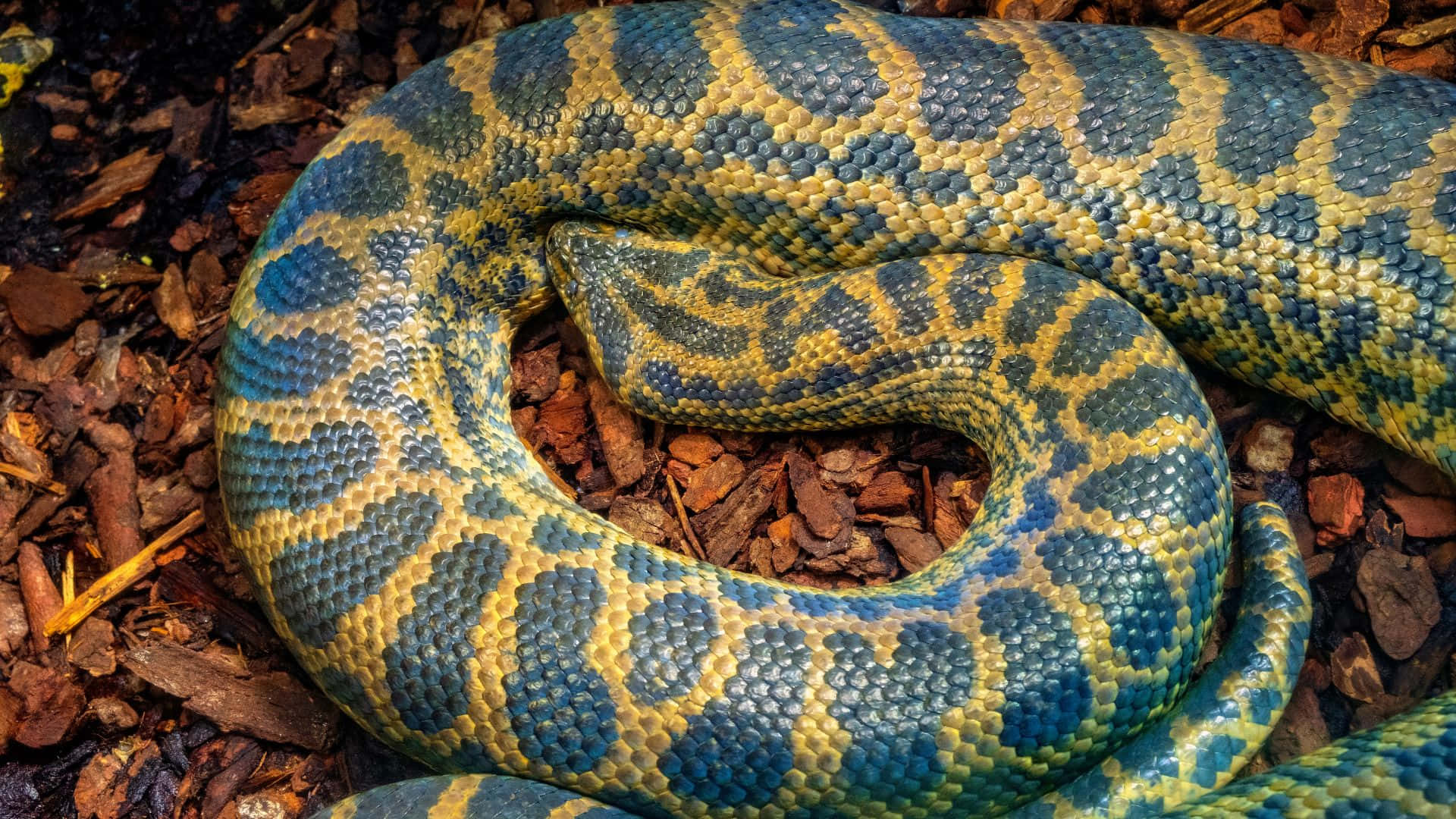Green Yellow Anaconda Coiledin Habitat.jpg Wallpaper