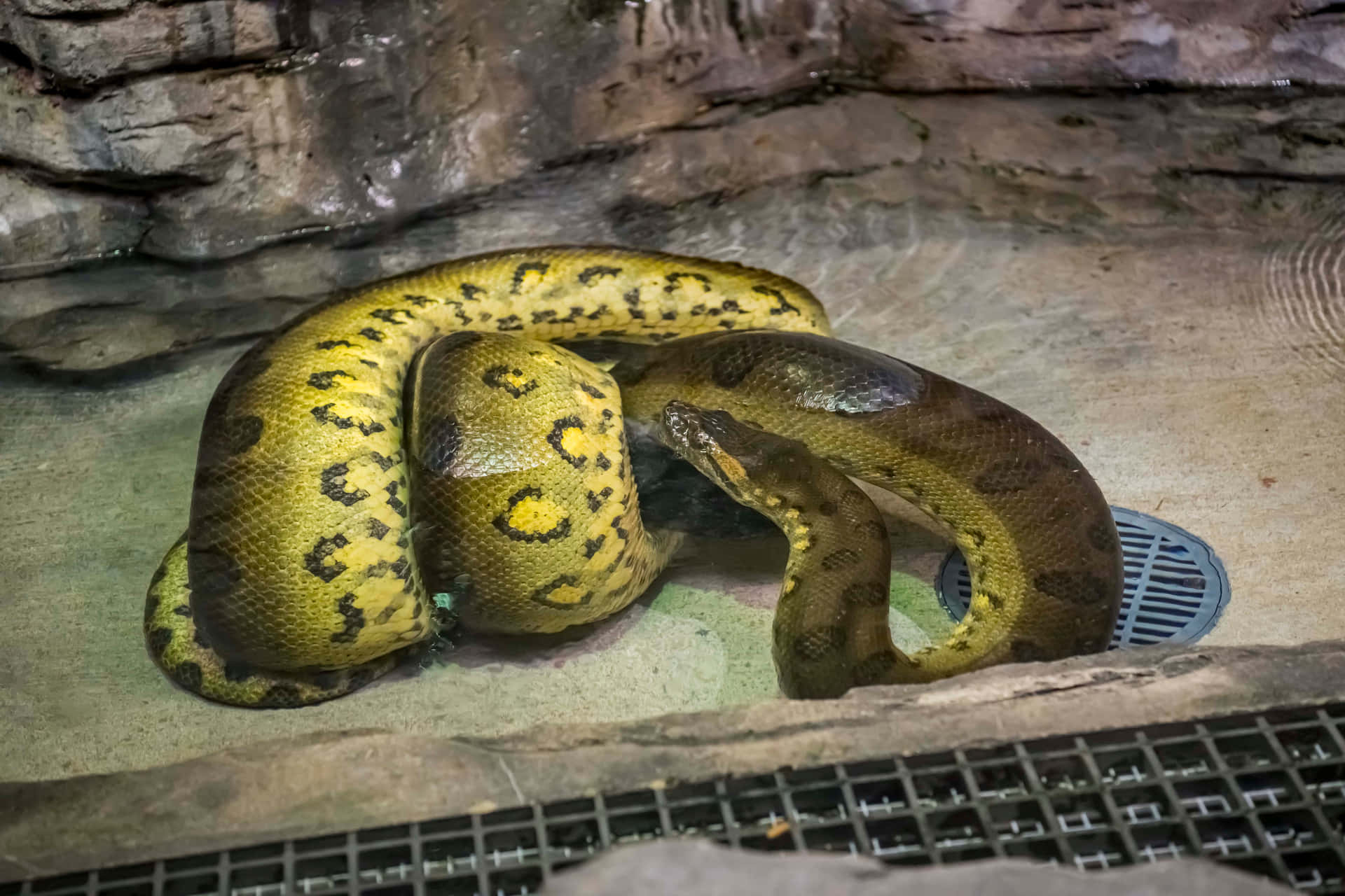 Green Yellow Anaconda Resting Wallpaper