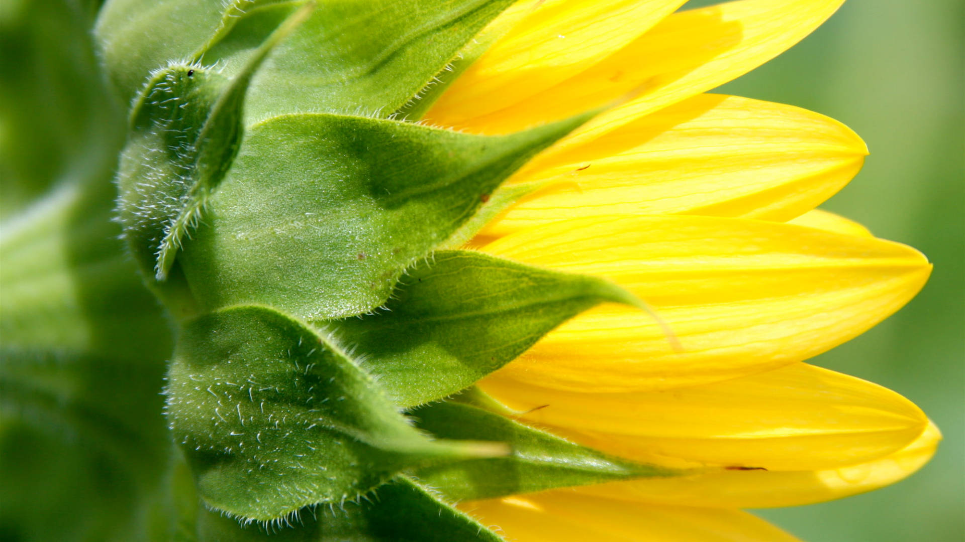 Green Yellow Sunflower Laptop Background