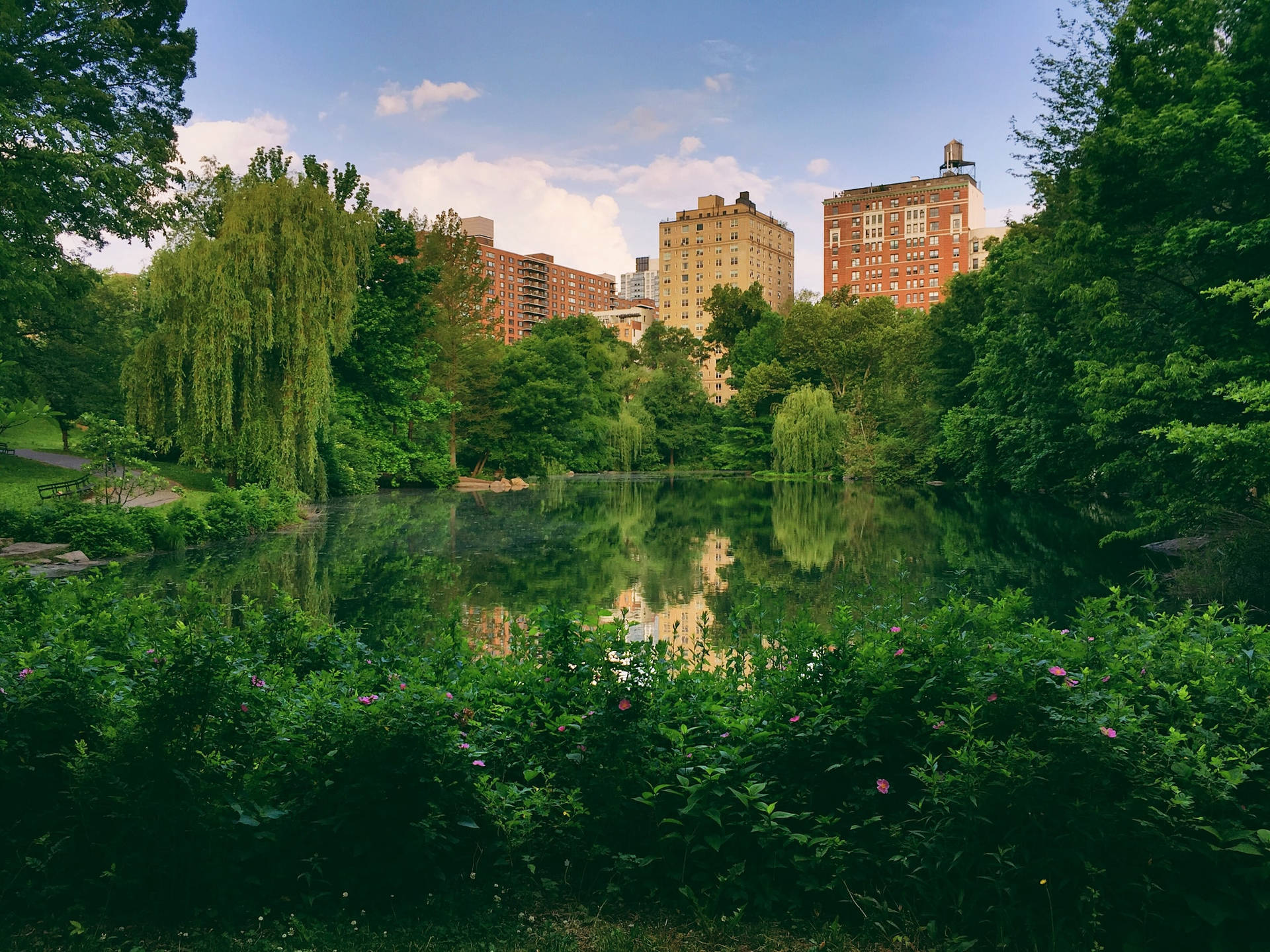 Greenery And Lake In Central Park Wallpaper