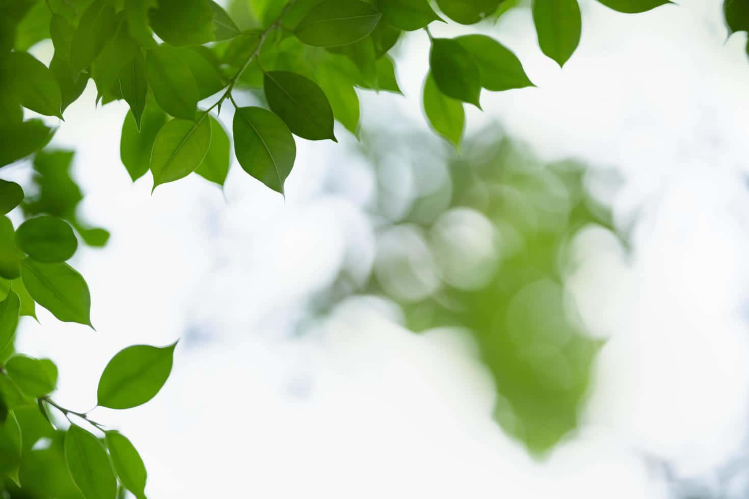 Closeup Nature Fresh Green Tree Leaves on Blurred Bokeh Greenery Background  in Garden Green Natural Wallpaper Concept with Copy Stock Photo  Image of  frame blossom 146274250