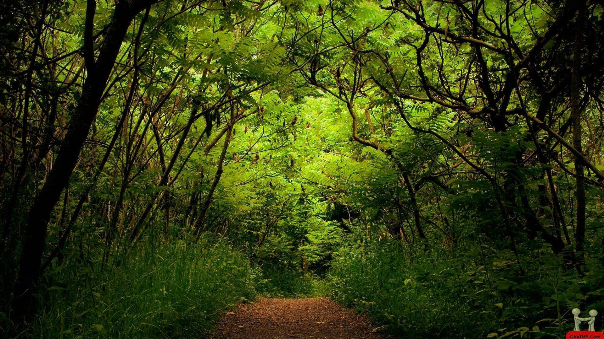 Greenery Forest Canopy Wallpaper