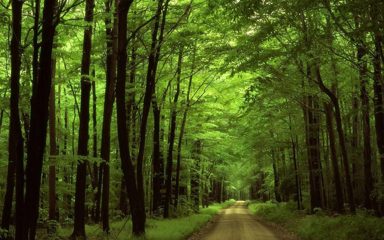 Greenery Forest Road Wallpaper