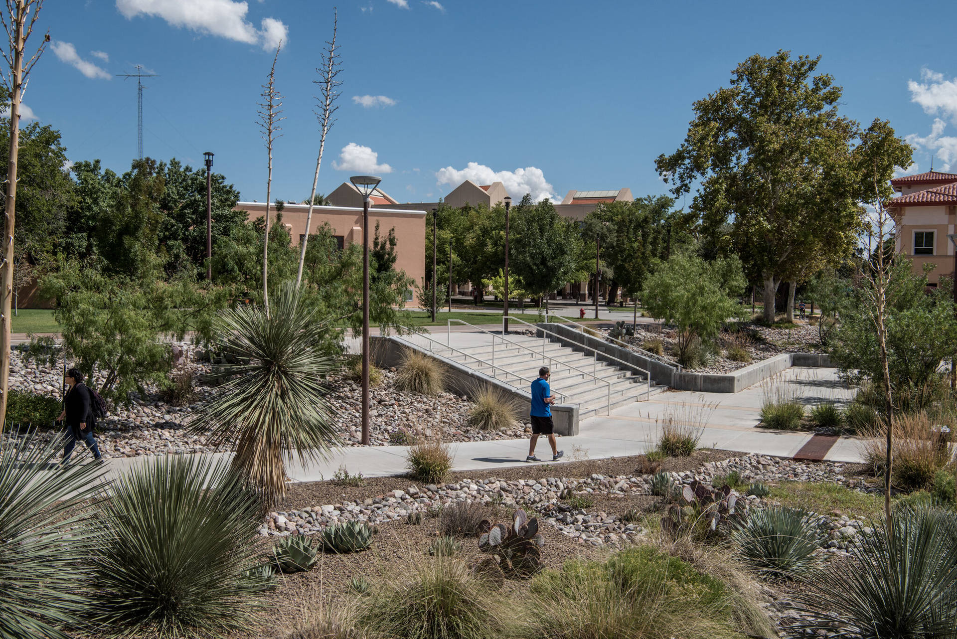 Vegetaciónen La Universidad De Nuevo México Fondo de pantalla