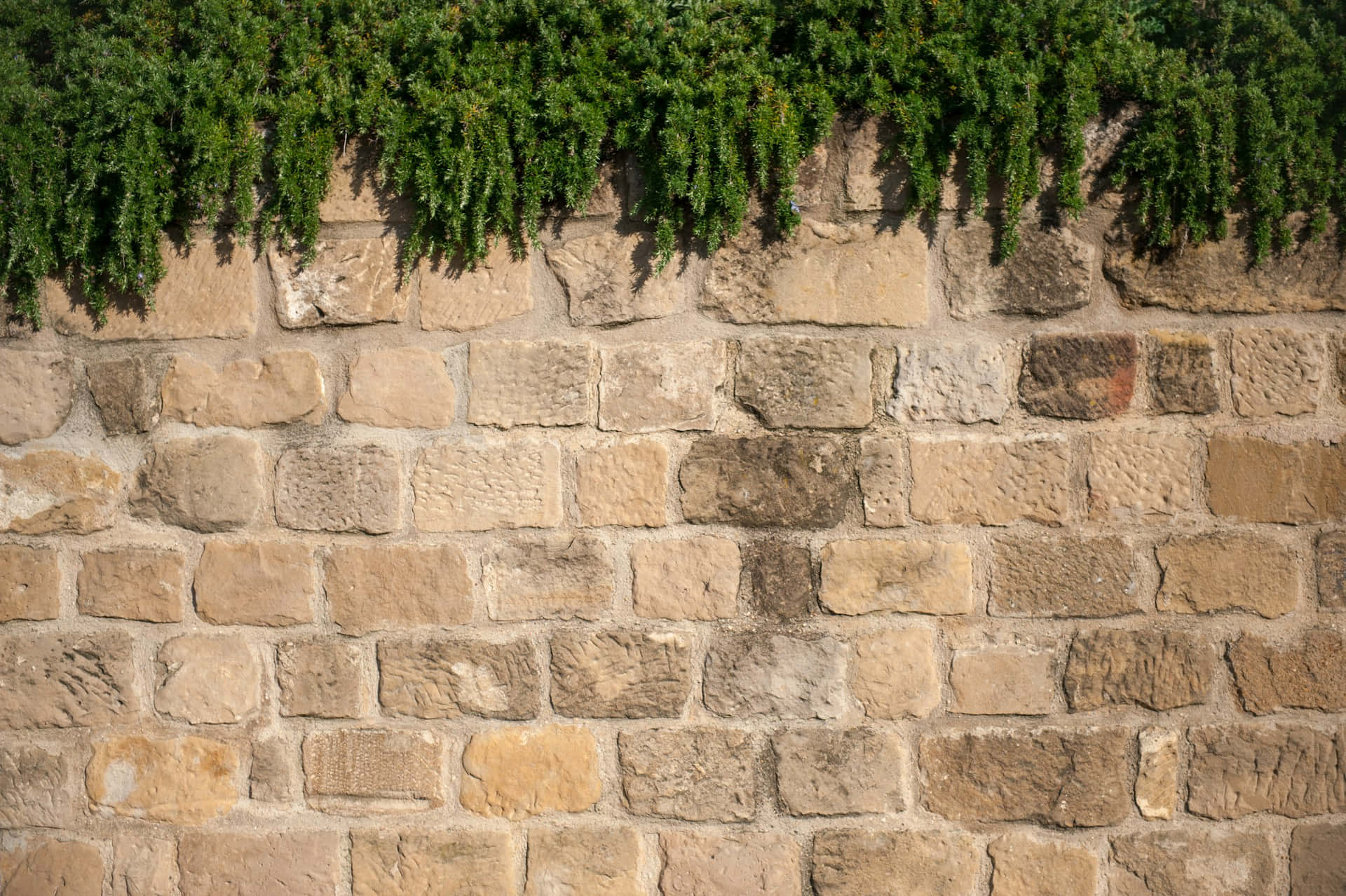 Greenery Over Stone Wall Wallpaper