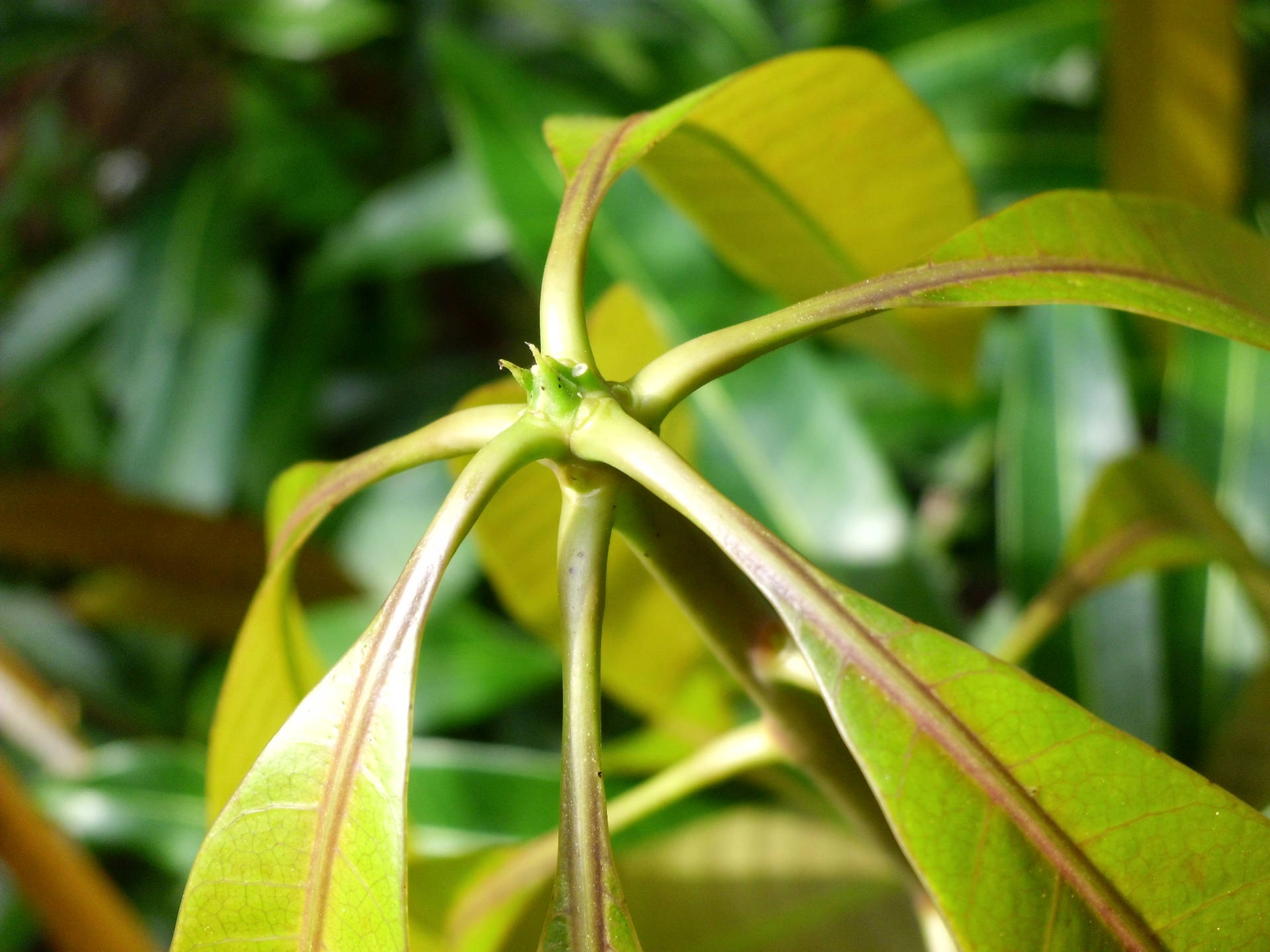 Close-up view of greenish grey leaf stalks Wallpaper