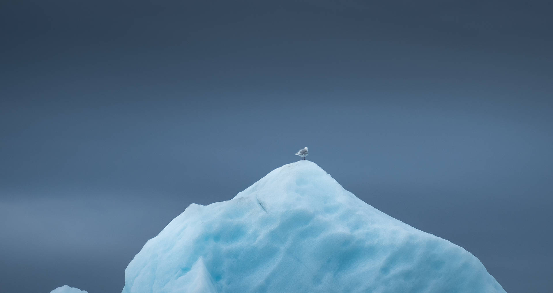Greenland Iceberg With Sea Bird