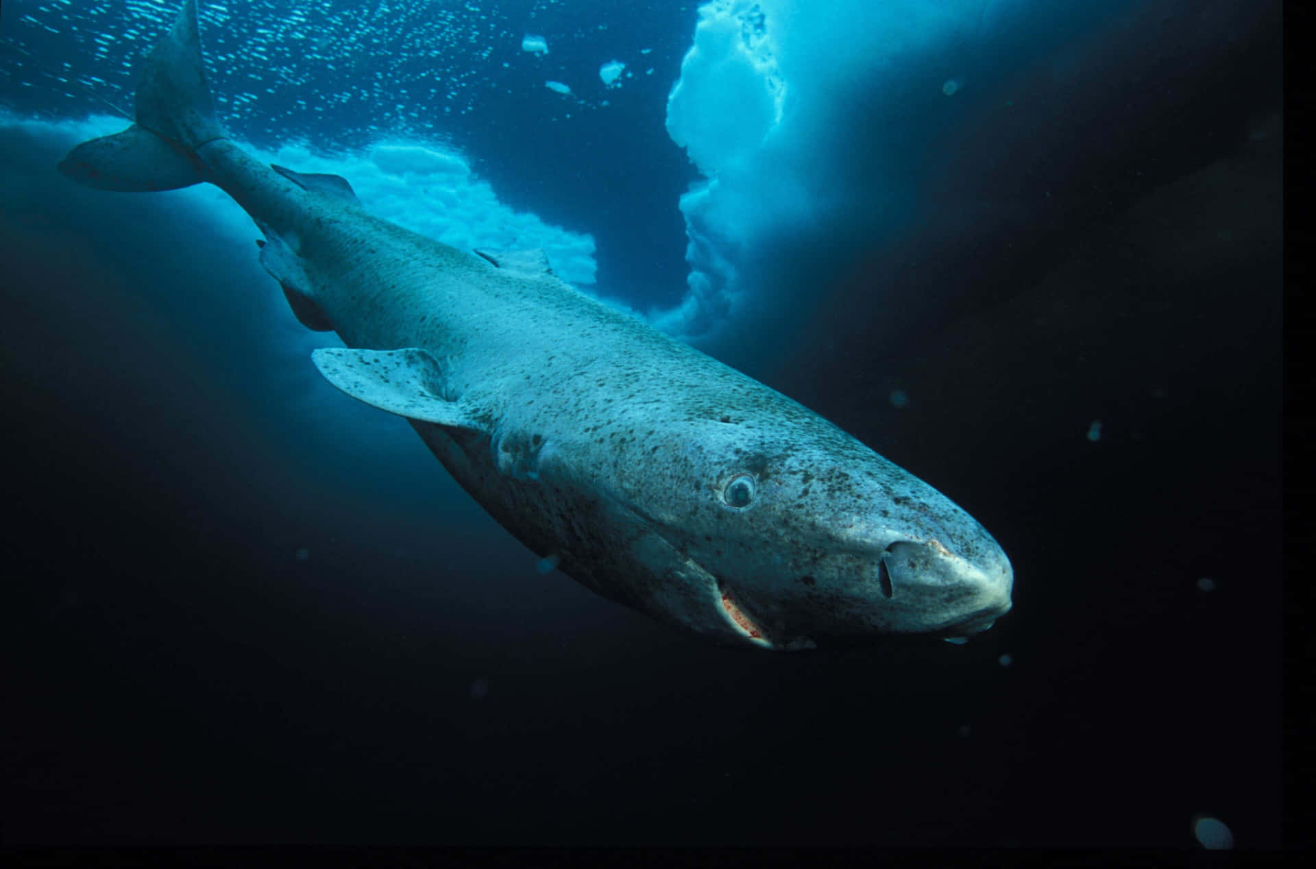 Groenlandse Haai Diepe Blauwe Zee Achtergrond