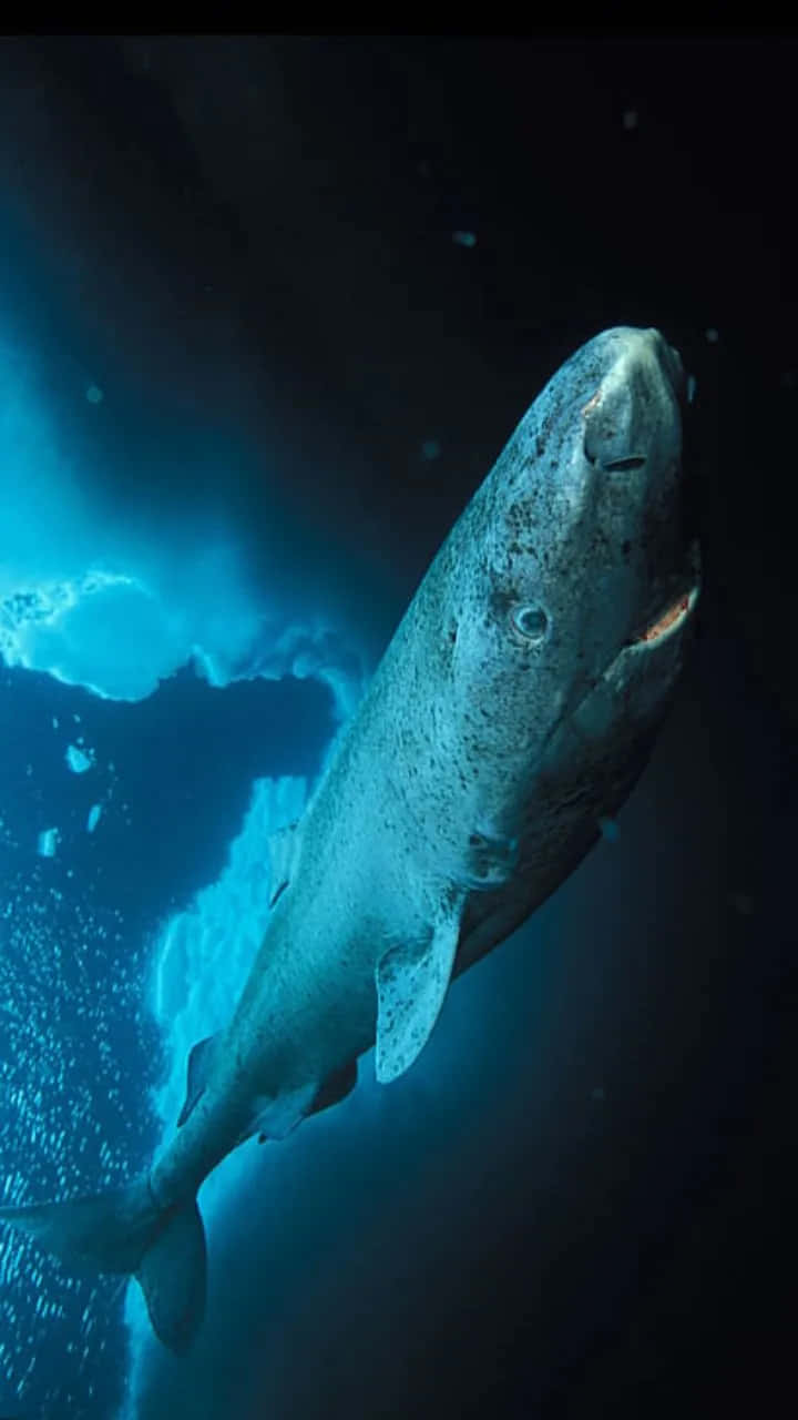 Groenlandse Haai Diepe Blauwe Zee Achtergrond