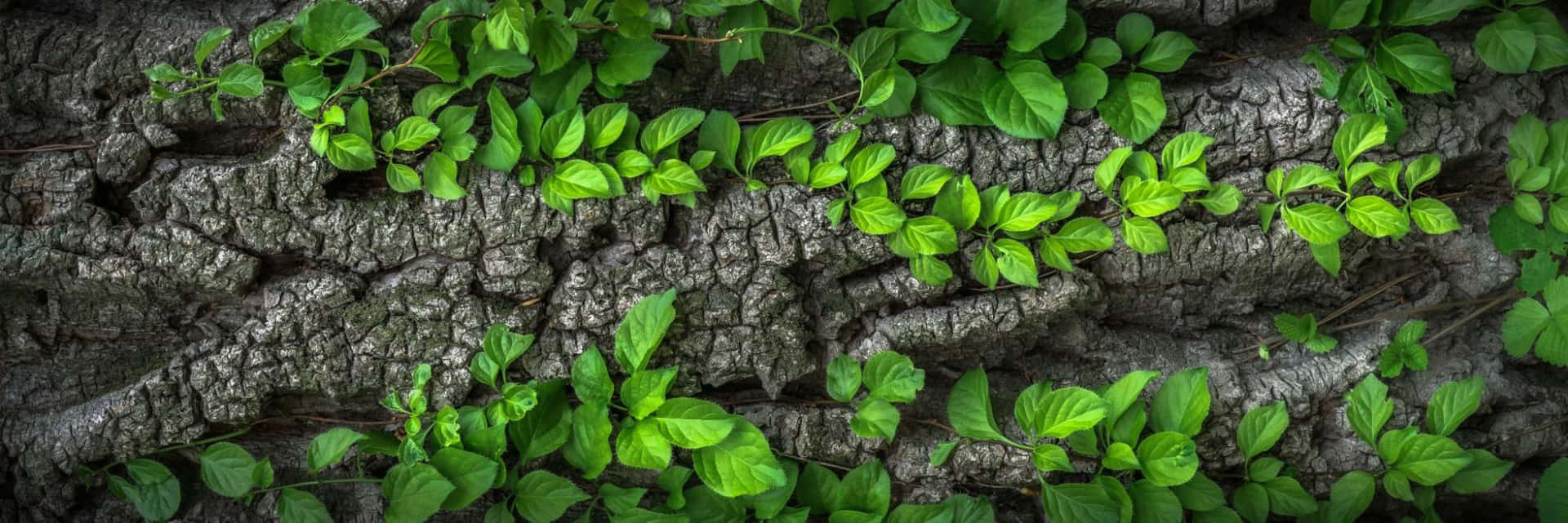 Gregarious Green Leaves Landscape Wallpaper