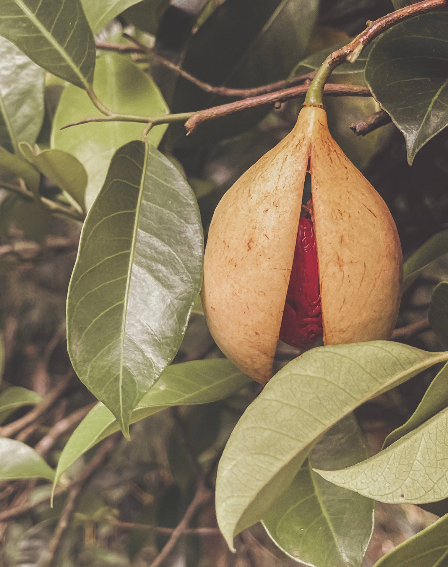 Grenada Nutmeg Fruit Wallpaper