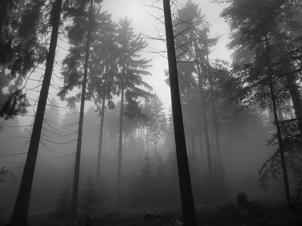 Grey Aesthetic Desktop Fog Trees Wallpaper