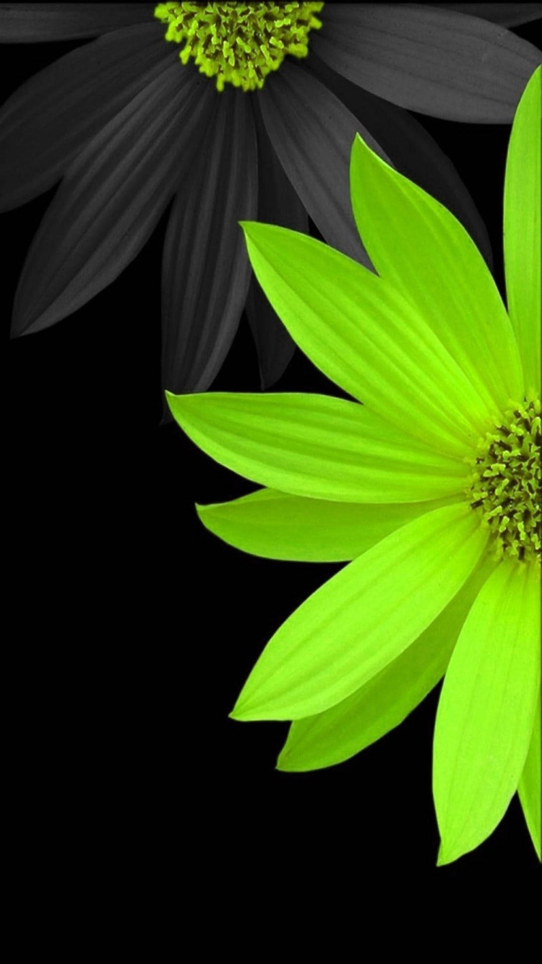 Graueund Gelbe Gänseblümchen Blumen Fürs Smartphone Wallpaper
