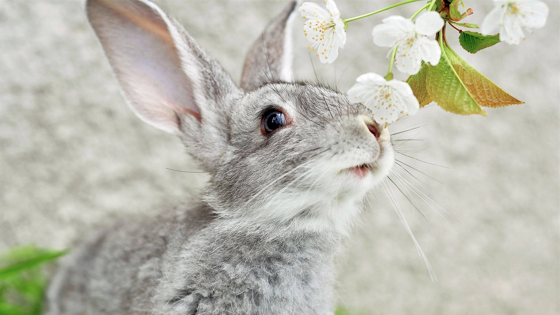 Grey Baby Bunny Sniffing Flower Wallpaper