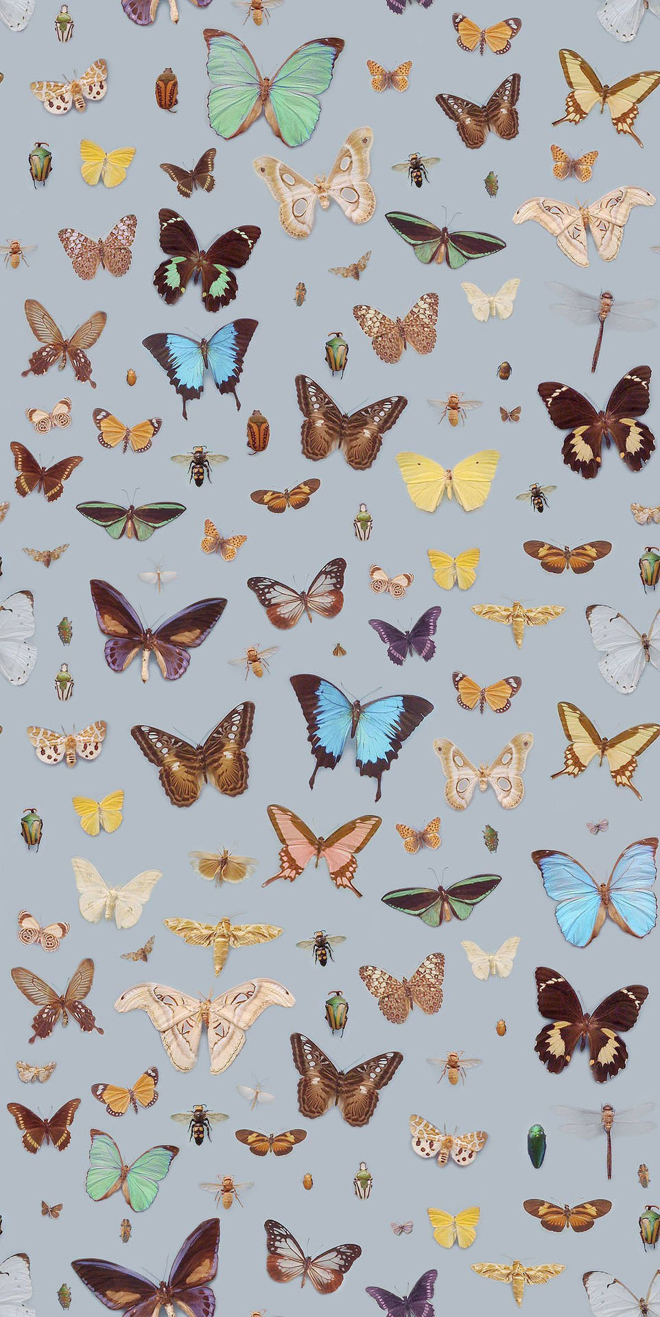 Grey Butterfly Aesthetic Wallpaper
