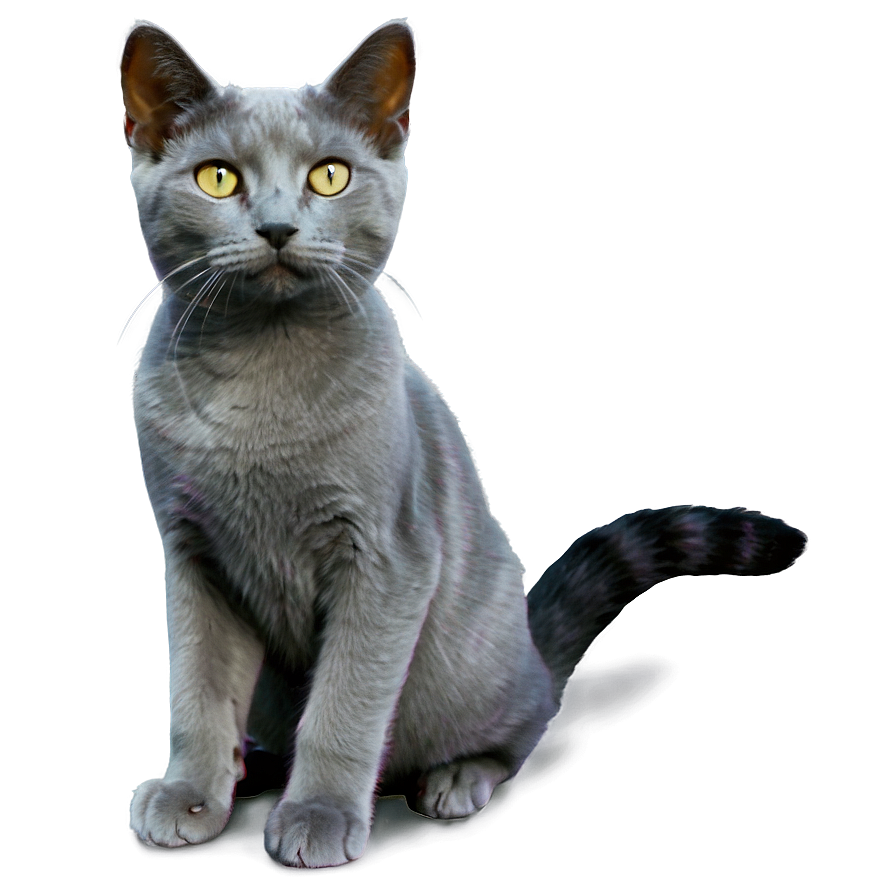 Grey Cat A PNG