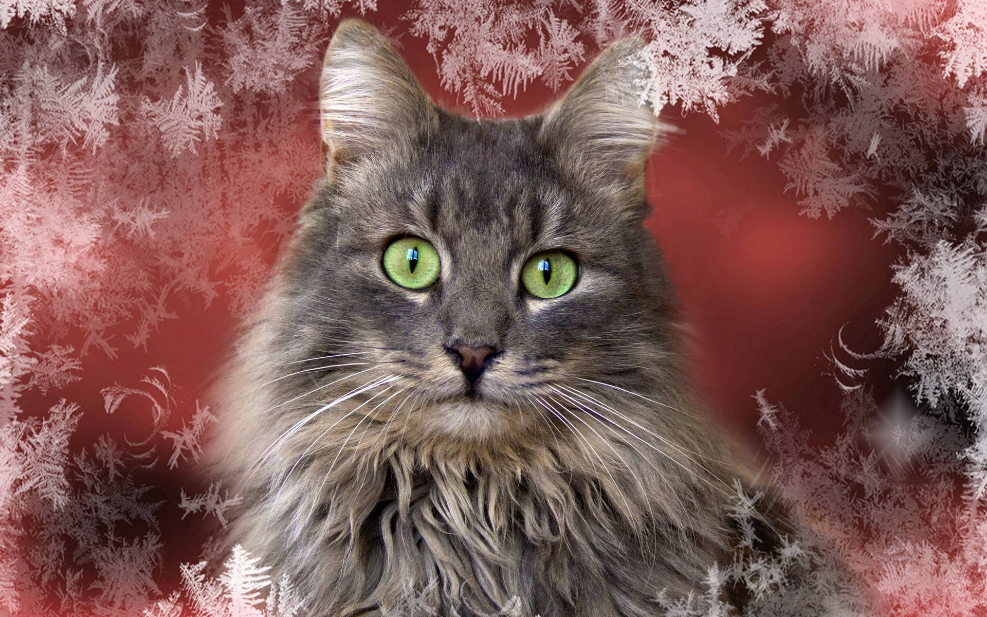 Grey cat with fluffy fur and cute muzzle in a winter wall with snowflakes. Animals during Christmas.