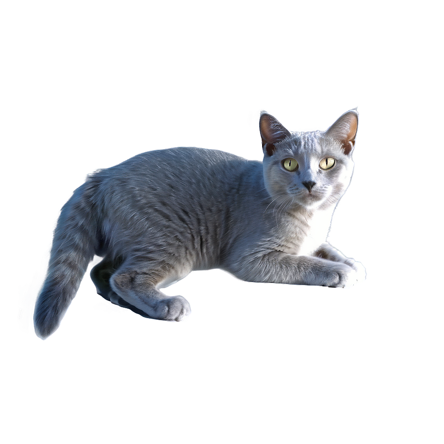 Grey Cat C PNG