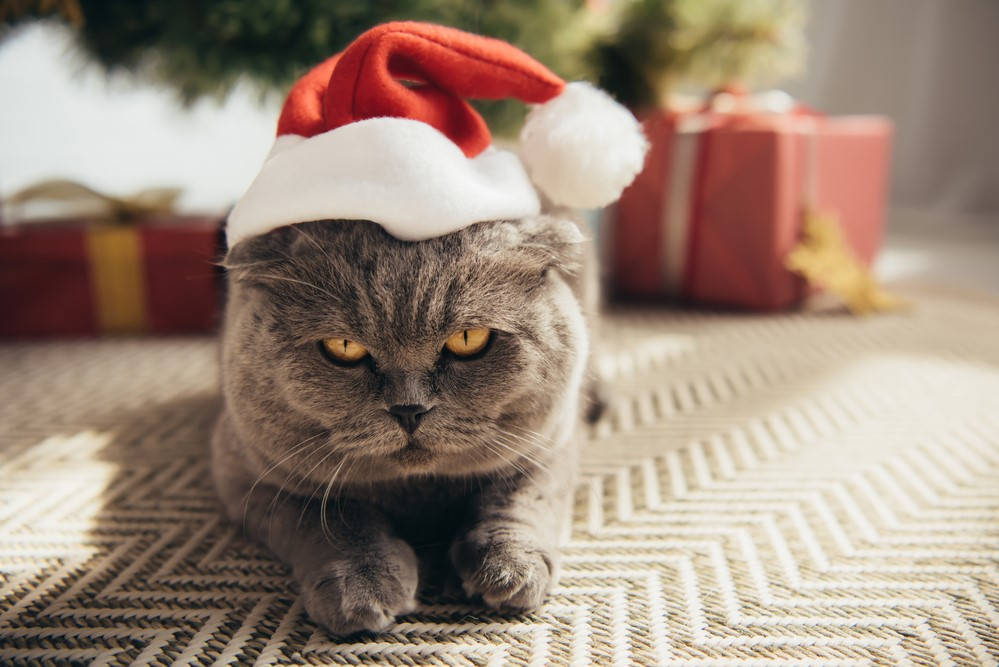 Grey Cat Christmas Present