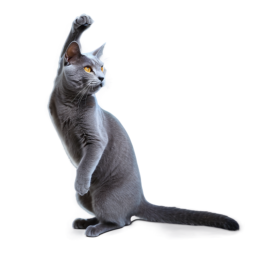 Grey Cat Doing Tricks Png 06252024 PNG