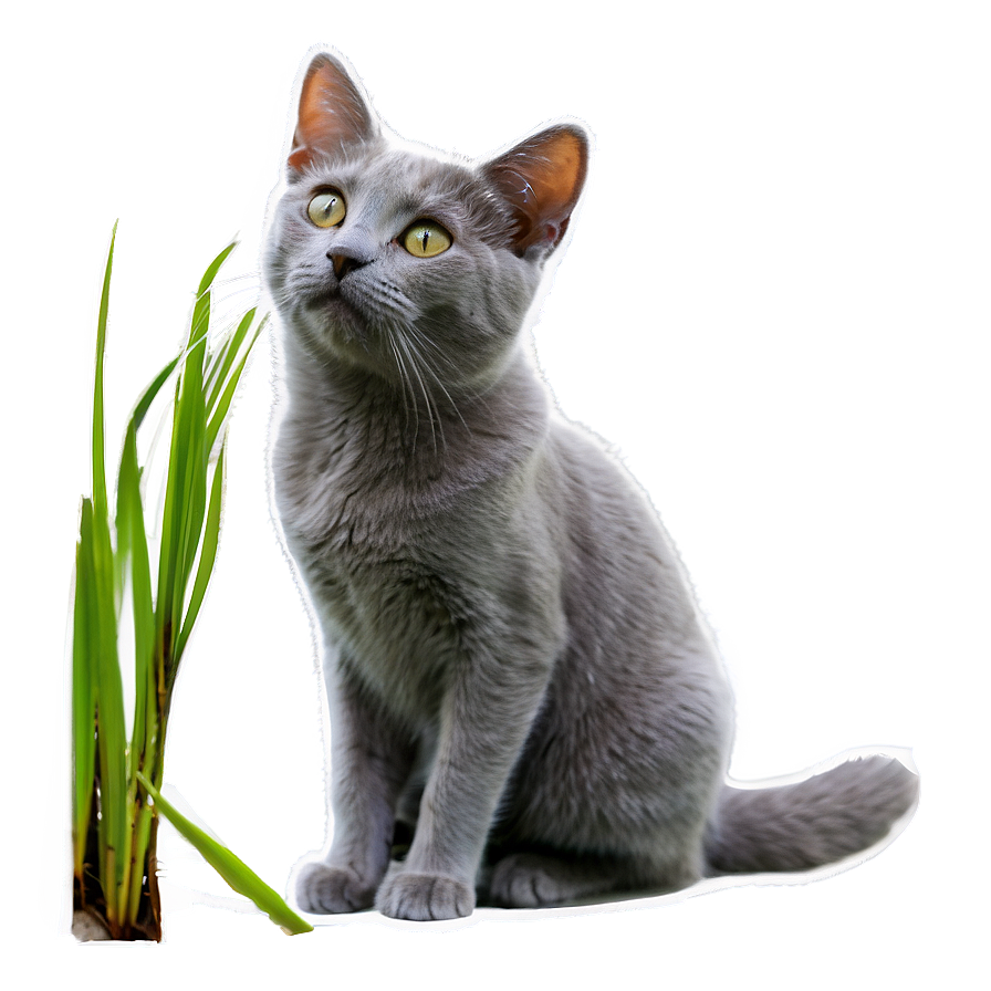 Grey Cat In Grass Png Awy27 PNG