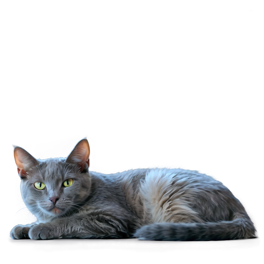 Grey Cat Lying Down Png 06252024 PNG