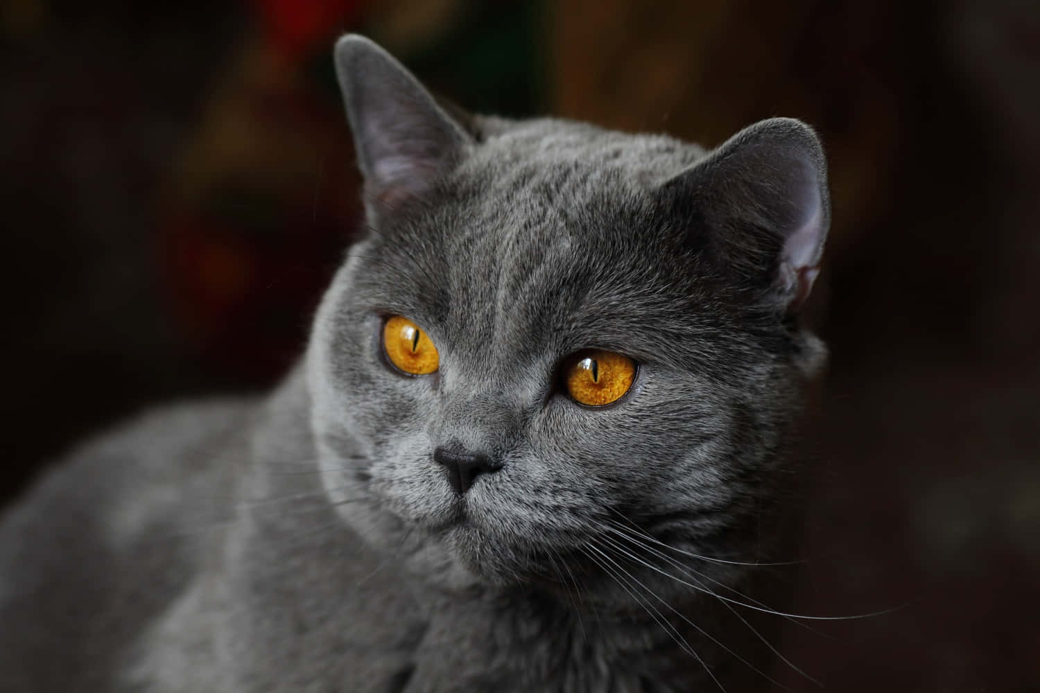 British Shorthair Grey Cat Dark Aesthetic Picture
