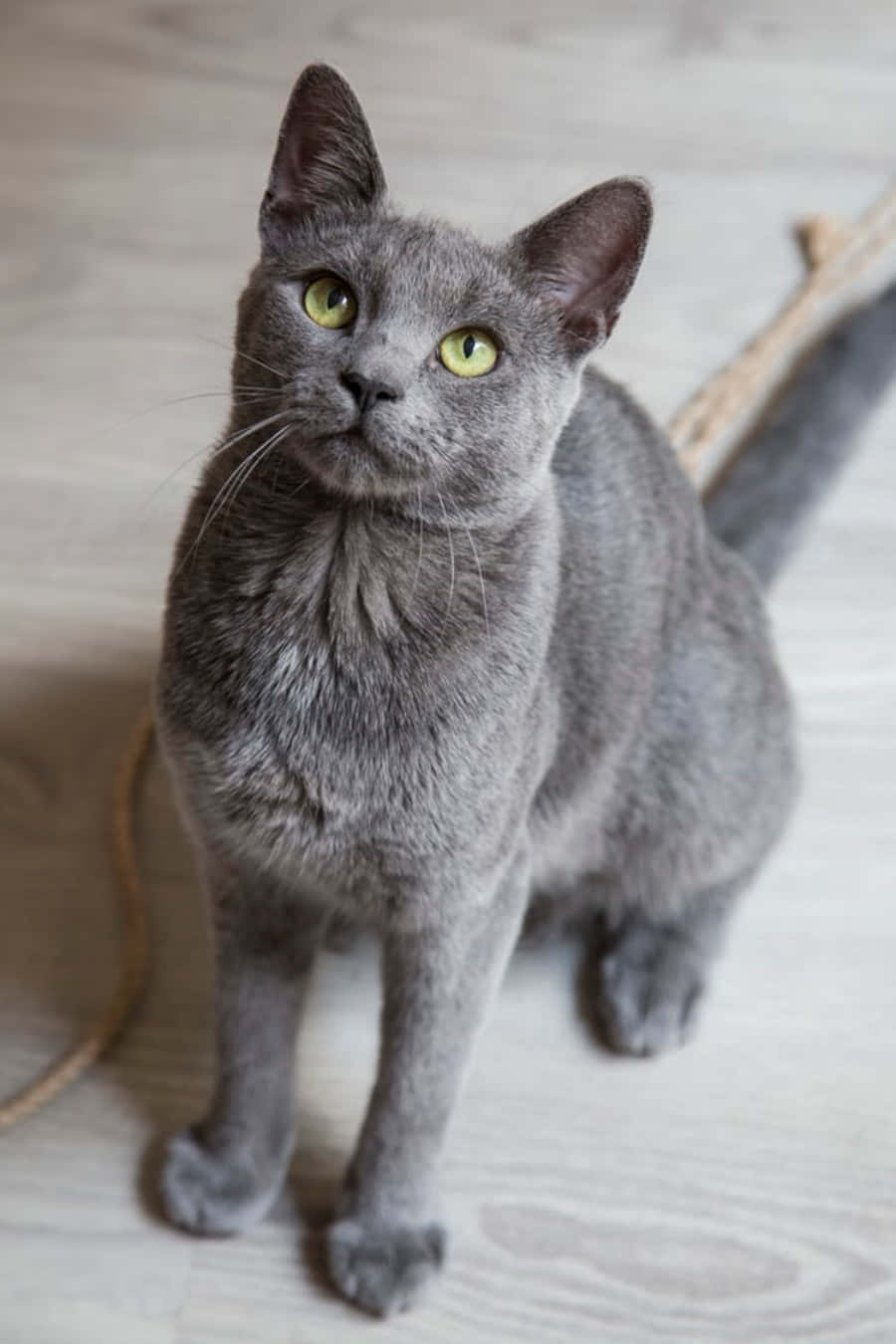 Russian Blue Grey Cat Floor Picture