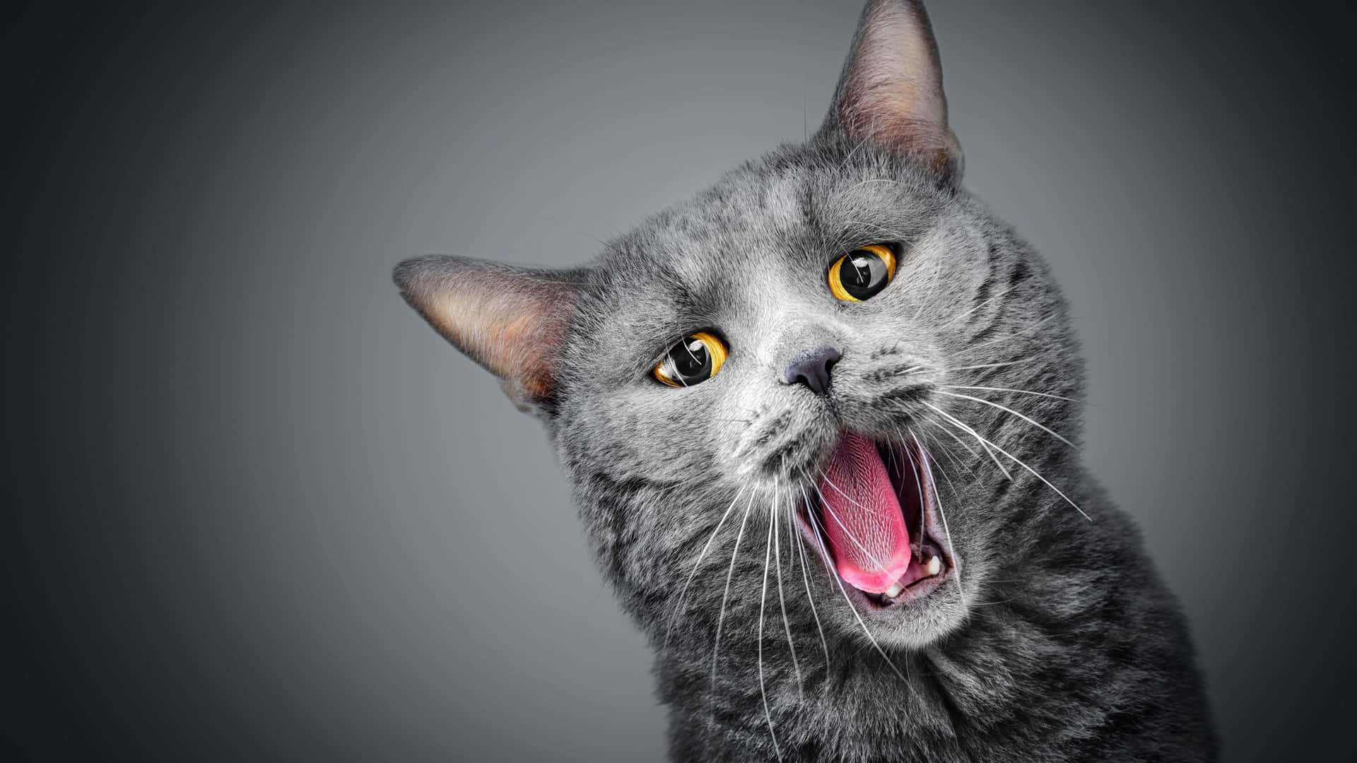 Chartreuxgrå Katt Gäsande Bild
